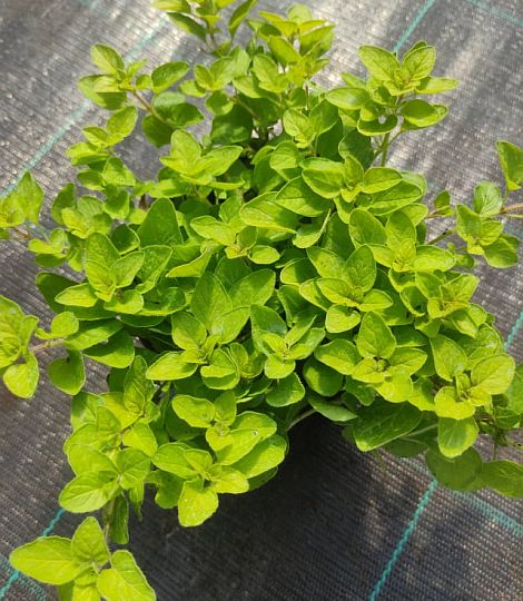Origanum vulgare 'Aureum'